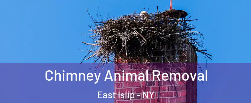  Chimney Animal Removal East Islip - NY