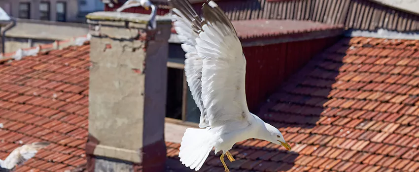 Residential Chimney Animal Removal Solution in East Islip, NY