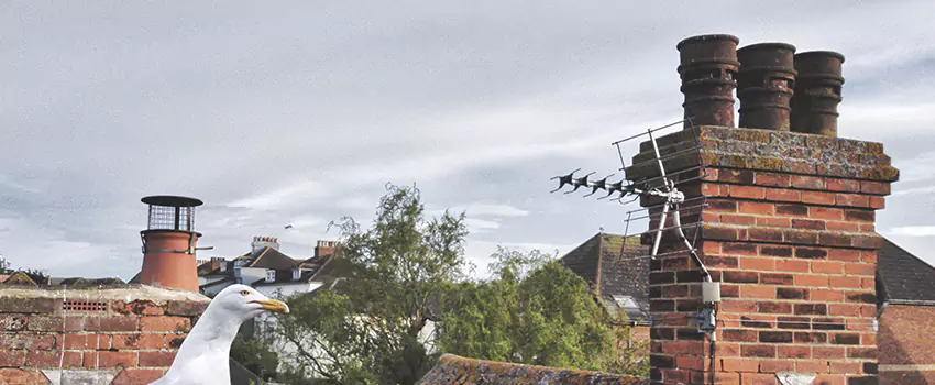Chimney Cleaning And Restoration in East Islip, New York
